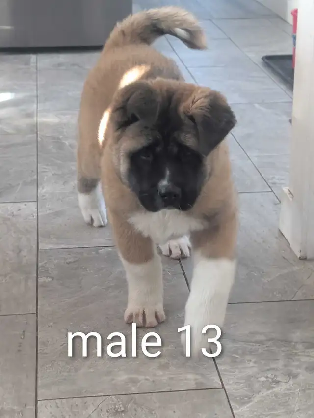 Akita Américain - Photo 8