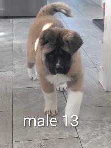 Akita Américain - Photo 8