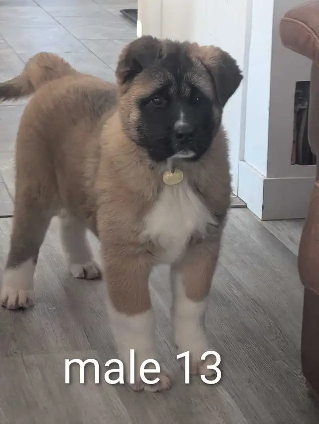 Akita Américain - Photo 9