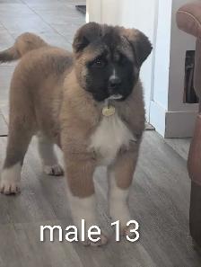 Akita Américain - Photo 9