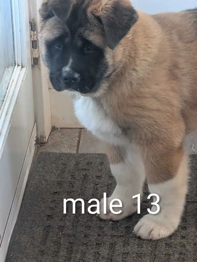 Akita Américain - Photo 10