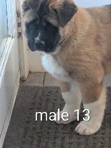 Akita Américain - Photo 10