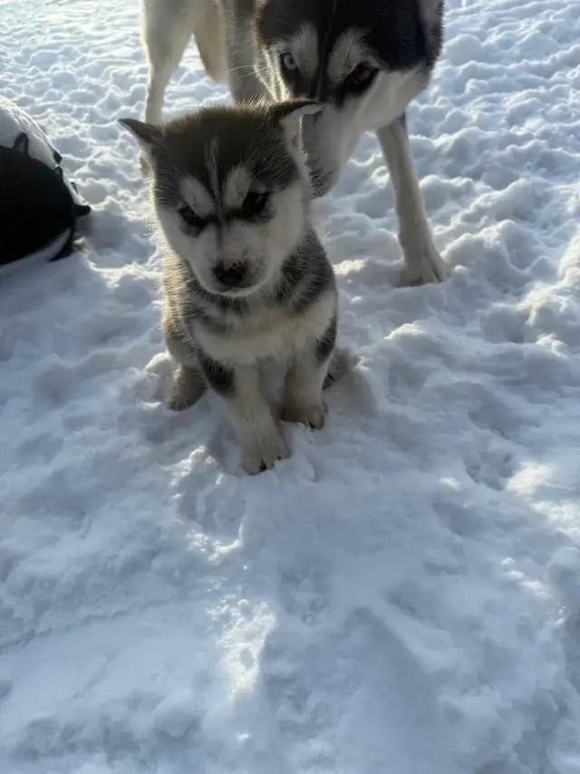 Purebred husky puppies