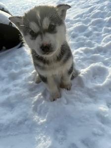 Purebred husky puppies - Photo 2