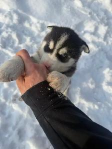 Purebred husky puppies - Photo 4