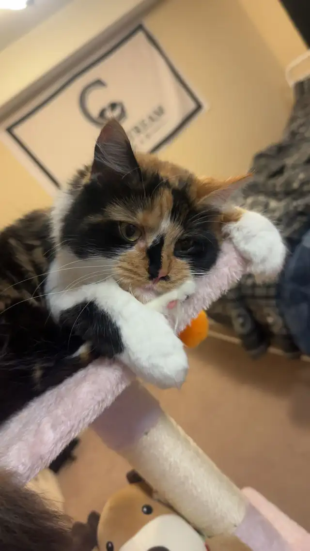 Cat for Rehoming - Photo 2