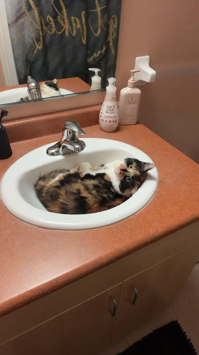 Cat for Rehoming - Photo 3