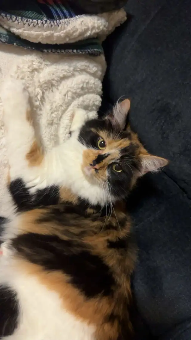 Cat for Rehoming - Photo 4