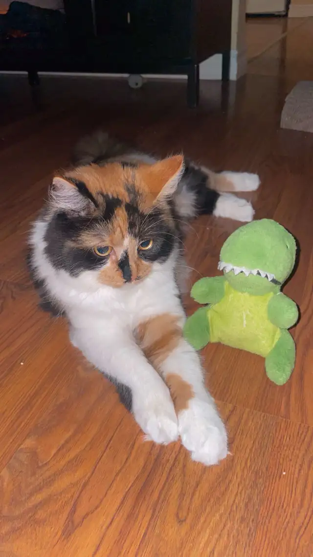 Cat for Rehoming - Photo 5