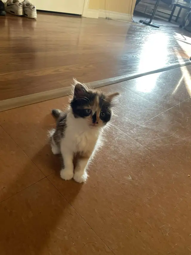 Cat for Rehoming - Photo 6