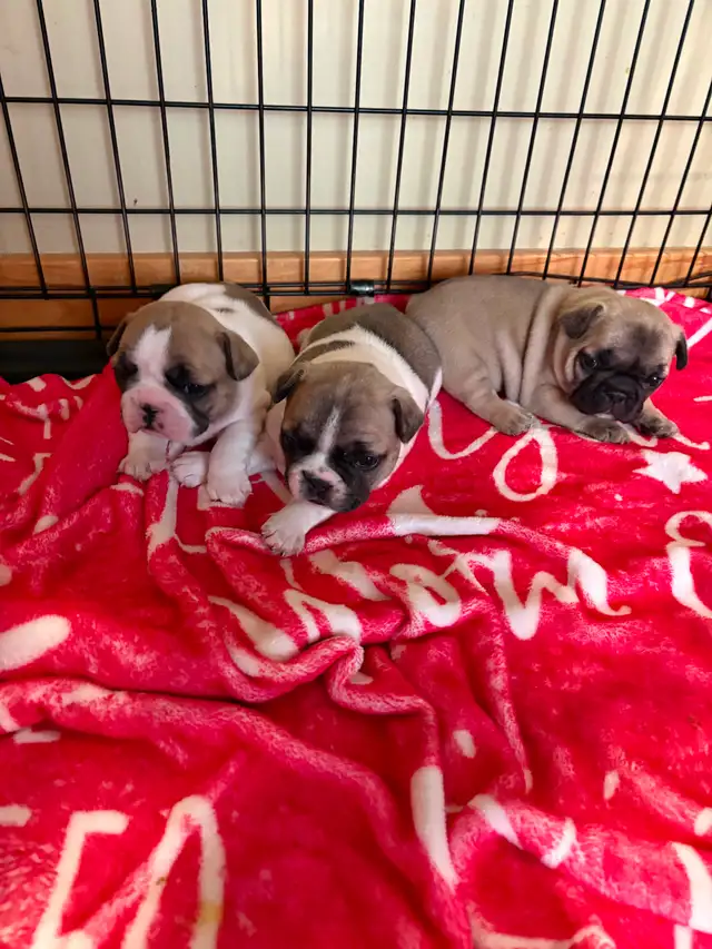 FRENCH BULLDOG PUPPIES