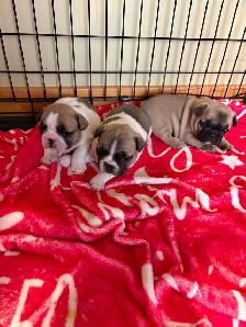 FRENCH BULLDOG PUPPIES