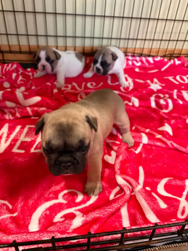 FRENCH BULLDOG PUPPIES - Photo 2