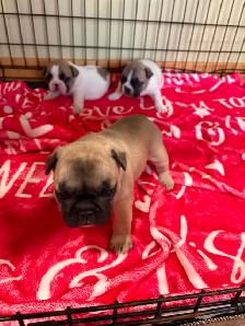 FRENCH BULLDOG PUPPIES - Photo 2