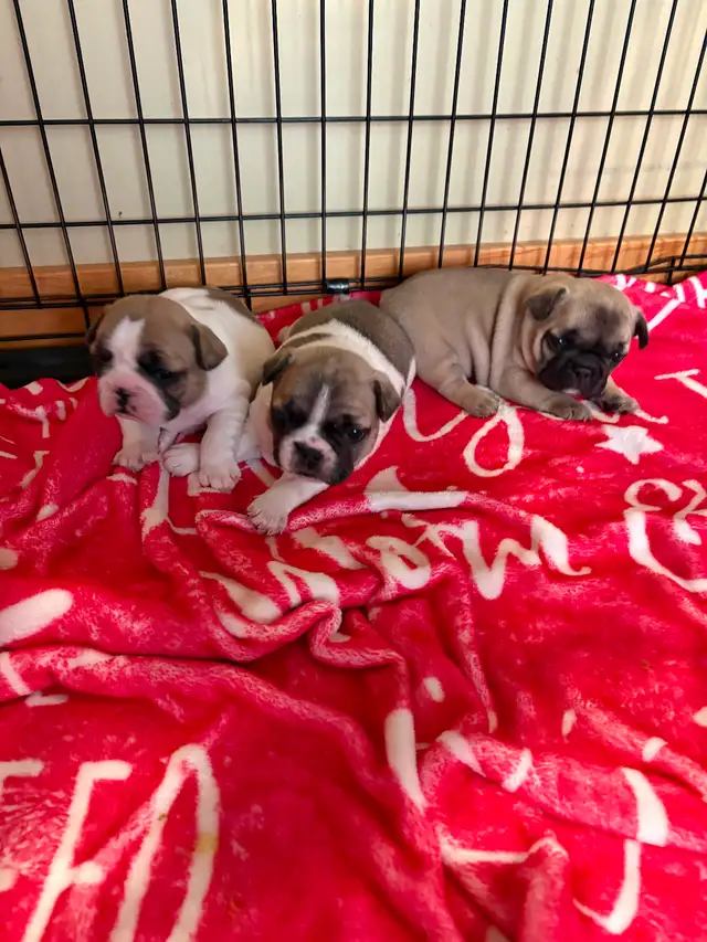 FRENCH BULLDOG PUPPIES - Photo 3