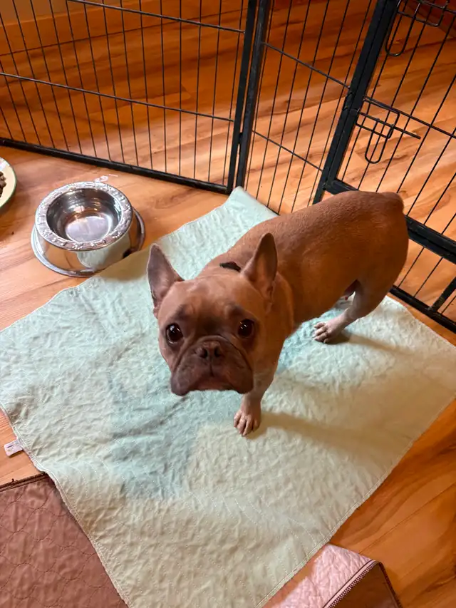 FRENCH BULLDOG PUPPIES - Photo 4