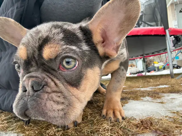 Cutest puppy ever needs a new home!