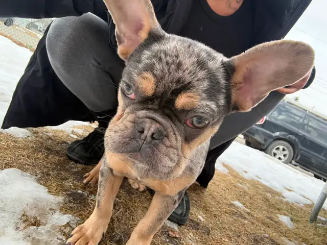 Cutest puppy ever needs a new home! - Photo 2