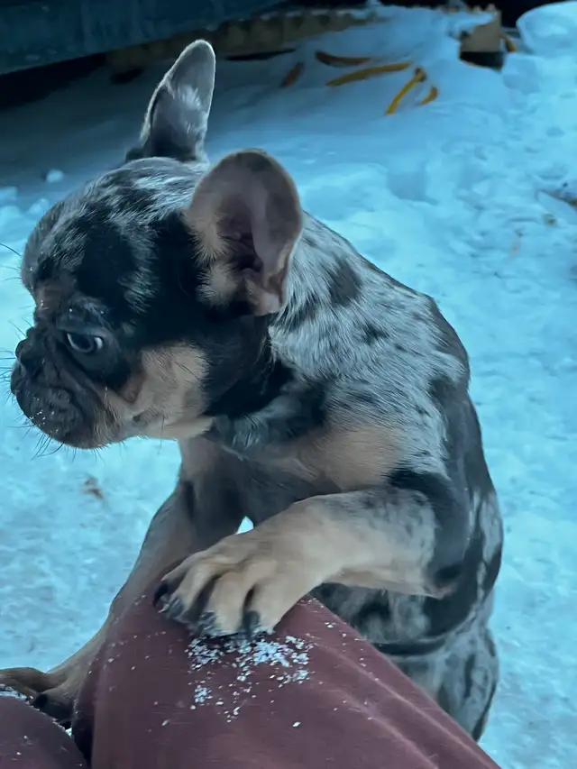 Cutest puppy ever needs a new home! - Photo 3