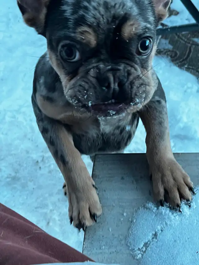 Cutest puppy ever needs a new home! - Photo 4