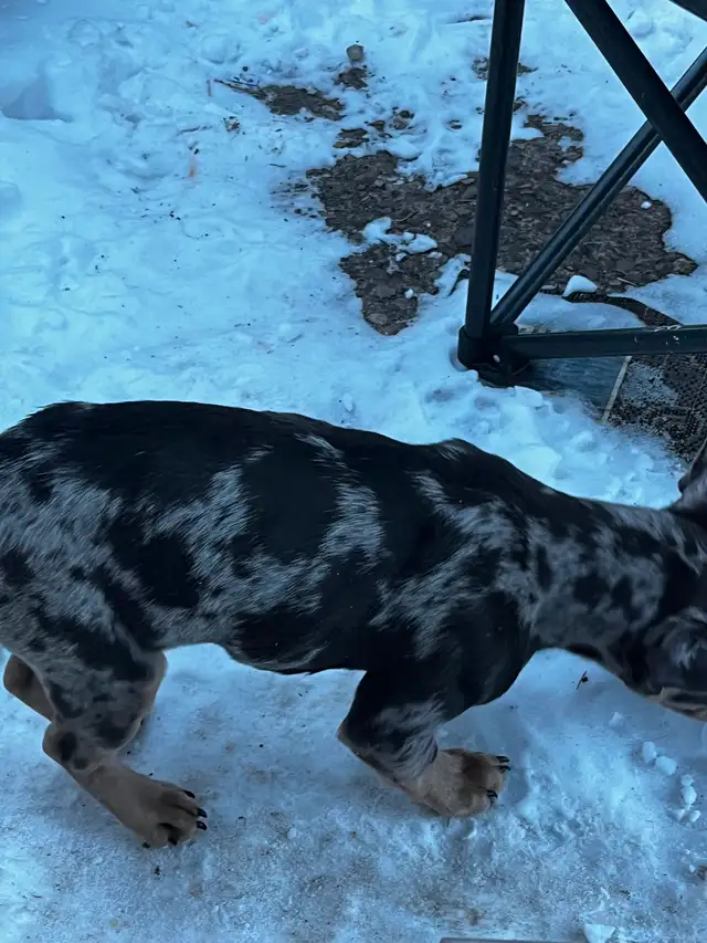 Cutest puppy ever needs a new home! - Photo 5