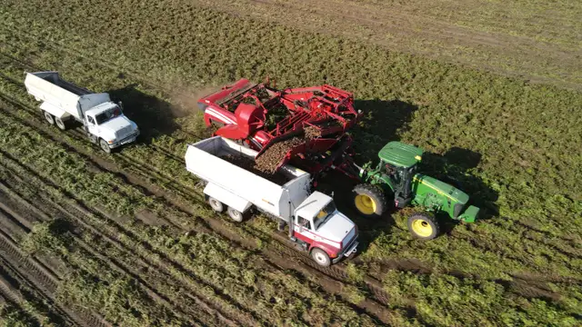 Potato Grader/Farm labourer