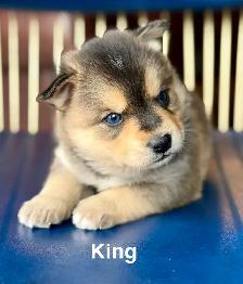 Perfect Pomsky Puppies