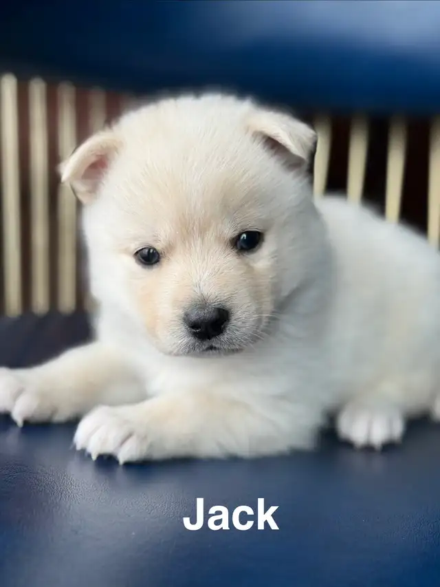 Perfect Pomsky Puppies - Photo 2