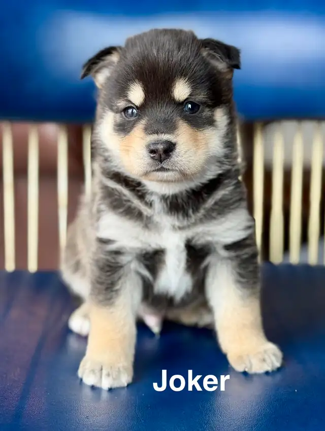 Perfect Pomsky Puppies - Photo 3