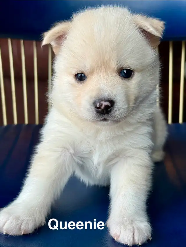 Perfect Pomsky Puppies - Photo 4