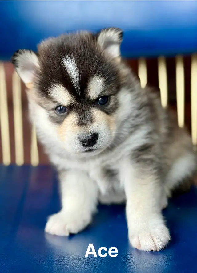 Perfect Pomsky Puppies - Photo 5