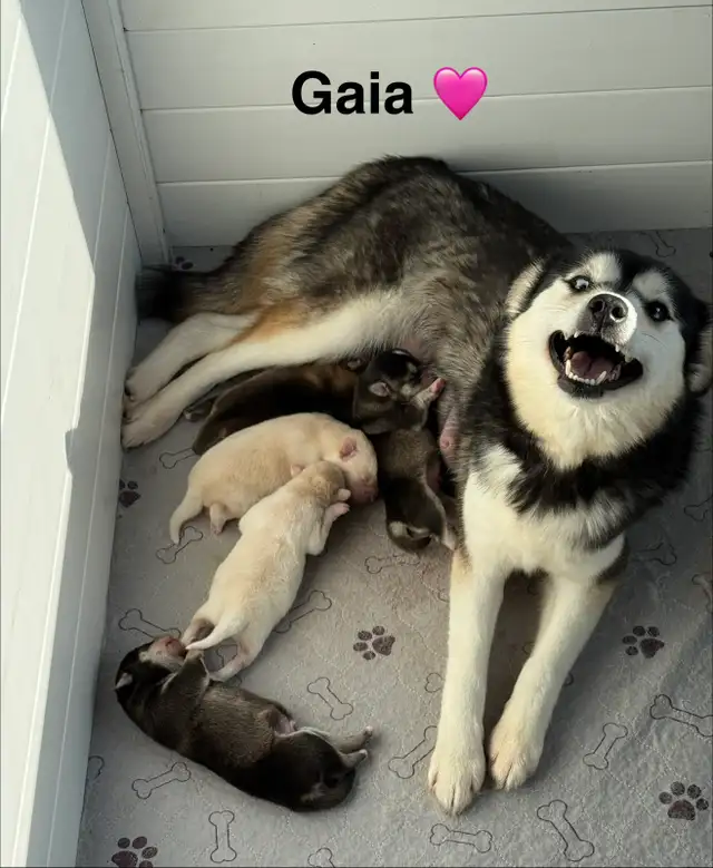 Perfect Pomsky Puppies - Photo 6