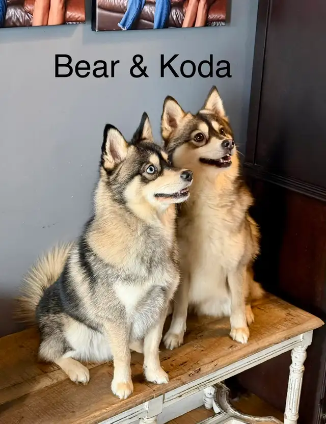 Perfect Pomsky Puppies - Photo 7