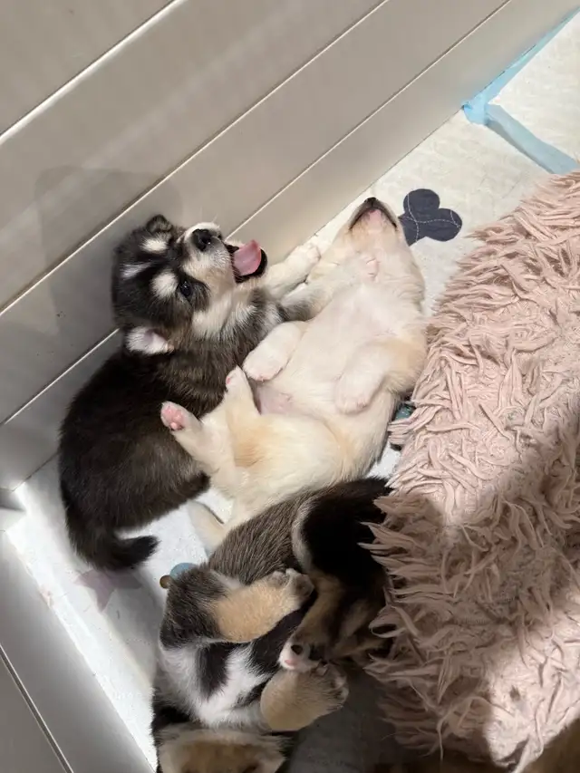 Perfect Pomsky Puppies - Photo 8