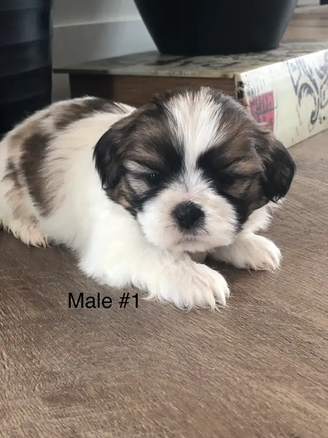 Bichon Shihtzu puppies