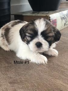 Bichon Shihtzu puppies