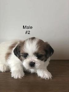 Bichon Shihtzu puppies - Photo 2