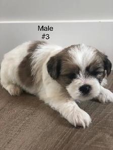 Bichon Shihtzu puppies - Photo 3