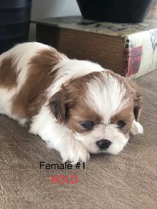 Bichon Shihtzu puppies - Photo 4