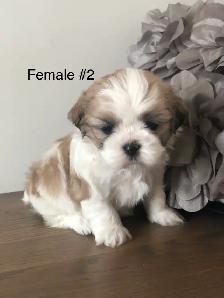 Bichon Shihtzu puppies - Photo 5
