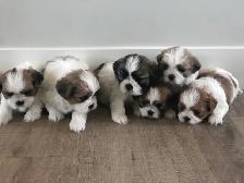 Bichon Shihtzu puppies - Photo 7
