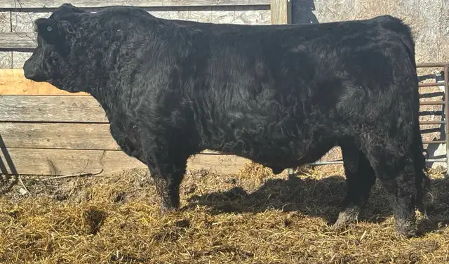 2yr Old Simmental Bulls