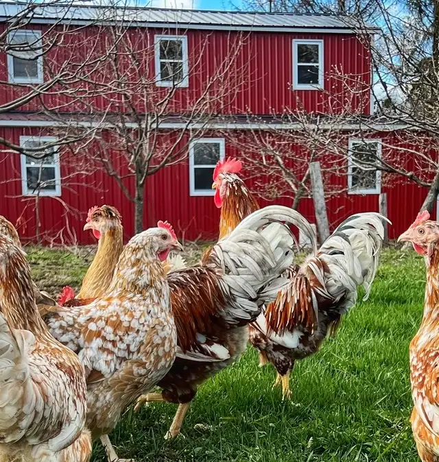 25 Roosters - Photo 2