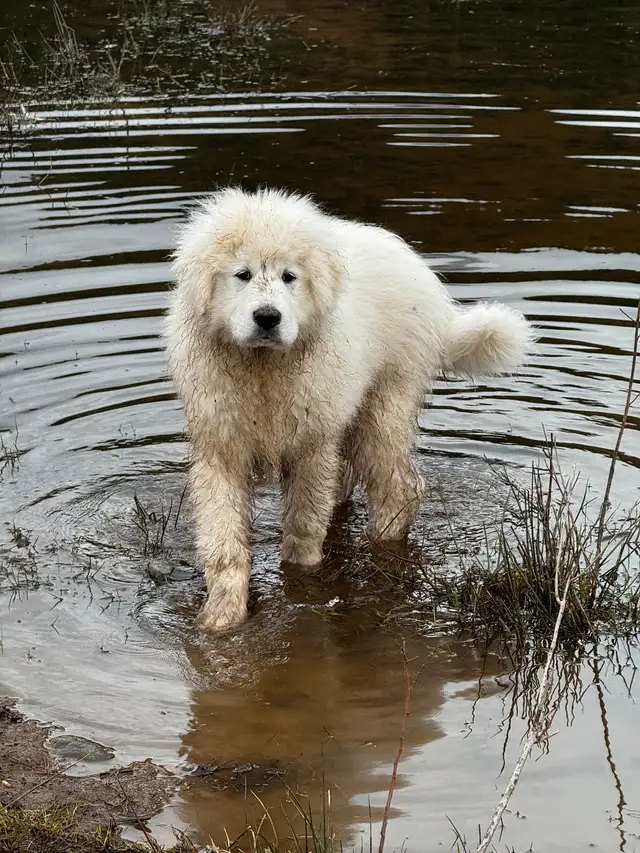 Purebred Pyrenees puppies