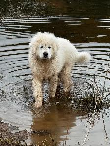 Purebred Pyrenees puppies