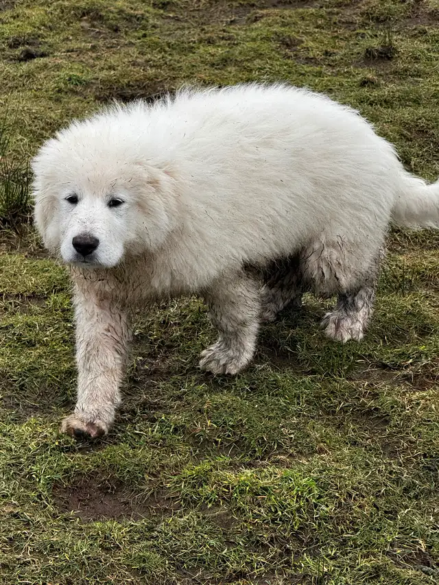 Purebred Pyrenees puppies - Photo 2