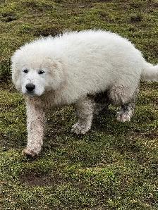 Purebred Pyrenees puppies - Photo 2