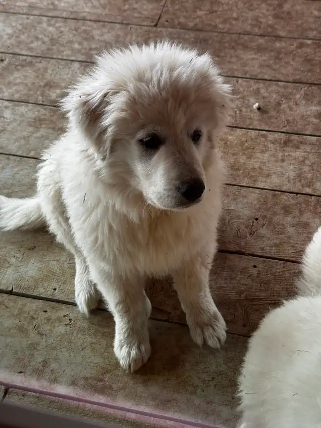 Purebred Pyrenees puppies - Photo 3