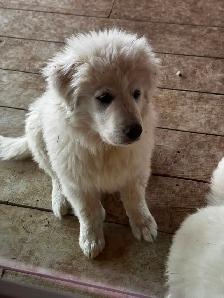 Purebred Pyrenees puppies - Photo 3