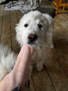 Purebred Pyrenees puppies - Photo 4